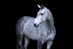 holsteins horse