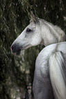 holsteins horse