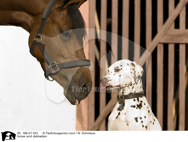horse and dalmatian / NS-01183