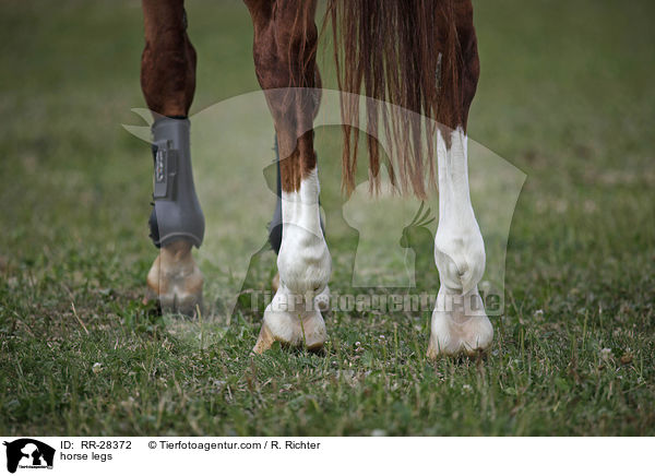 horse legs / RR-28372