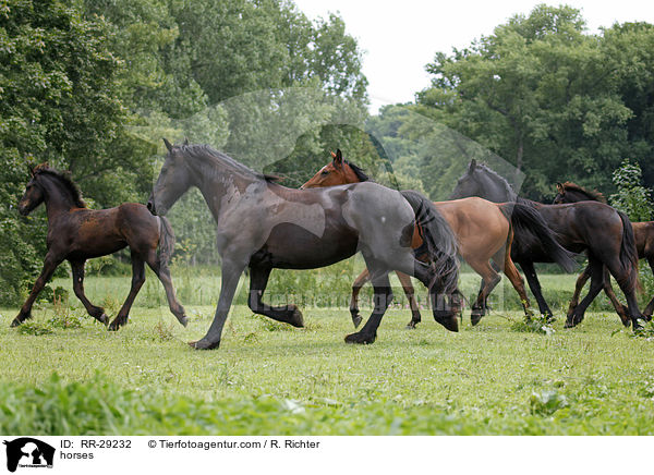 Pferde / horses / RR-29232