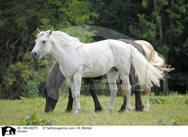 Pferde / horses / RR-29273