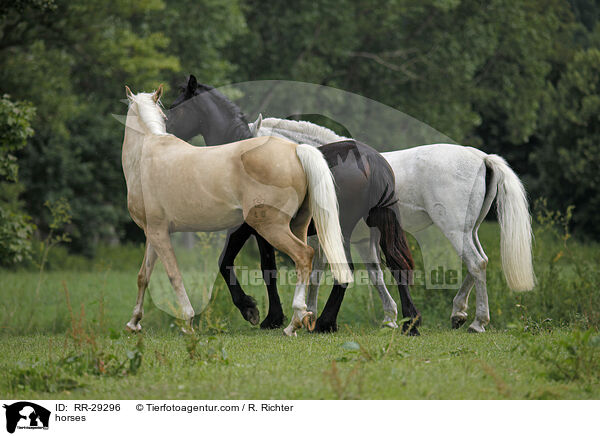 Pferde / horses / RR-29296