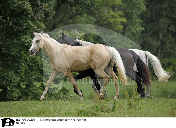 Pferde / horses / RR-29297