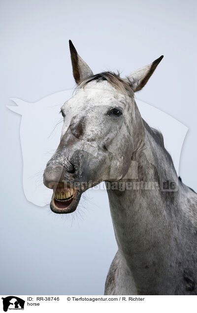 Appaloosa-Mischling / horse / RR-38746