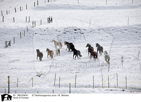Pferdeherde / herd of horses / RR-50641