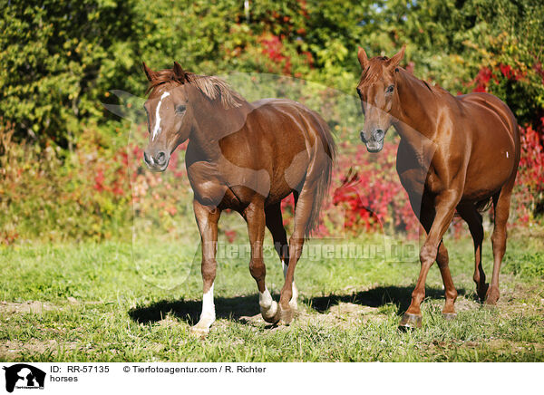 horses / RR-57135