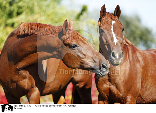 horses / RR-57139