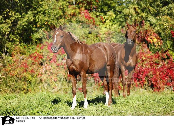horses / RR-57165