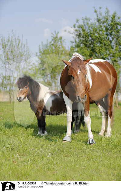 horses on meadow / RR-60507
