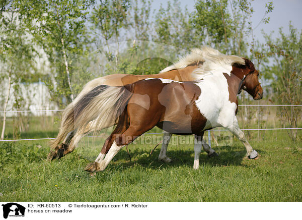 horses on meadow / RR-60513