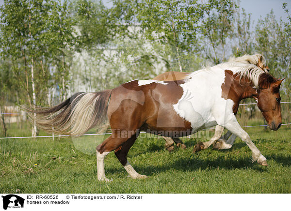horses on meadow / RR-60526