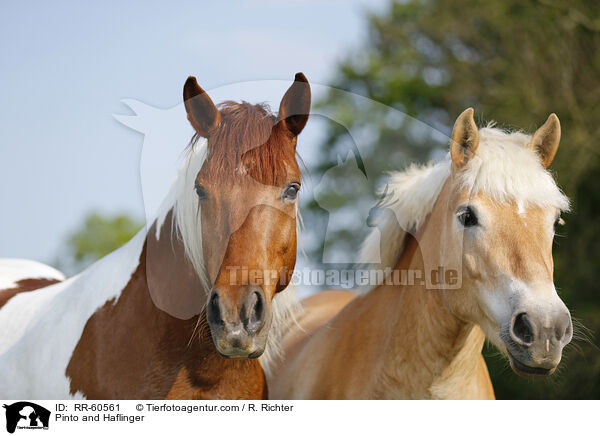 Pinto and Haflinger / RR-60561