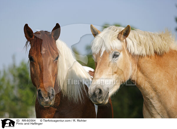 Pinto and Haflinger / RR-60564