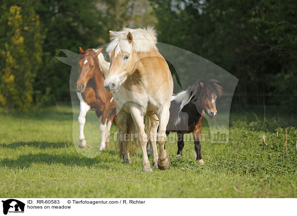 horses on meadow / RR-60583