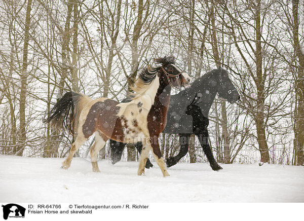Frisian Horse and skewbald / RR-64766