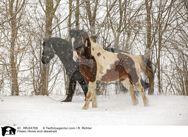 Frisian Horse and skewbald / RR-64768