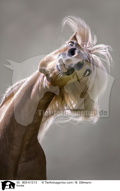 horse / BDI-01213