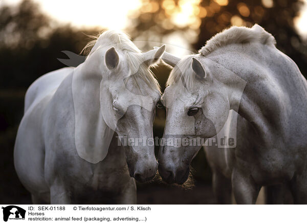 Pferde / Horses / SEK-01188