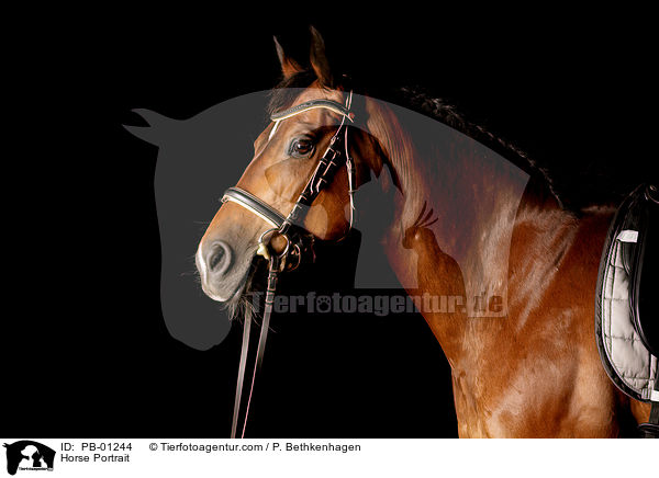 Horse Portrait / PB-01244