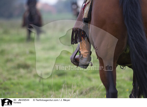 Pferde / horses / JM-09544
