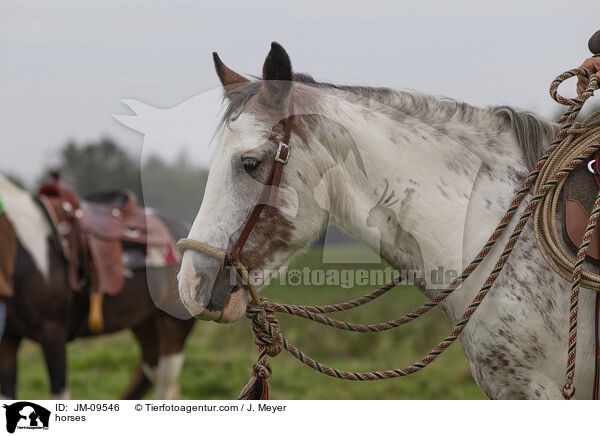horses / JM-09546
