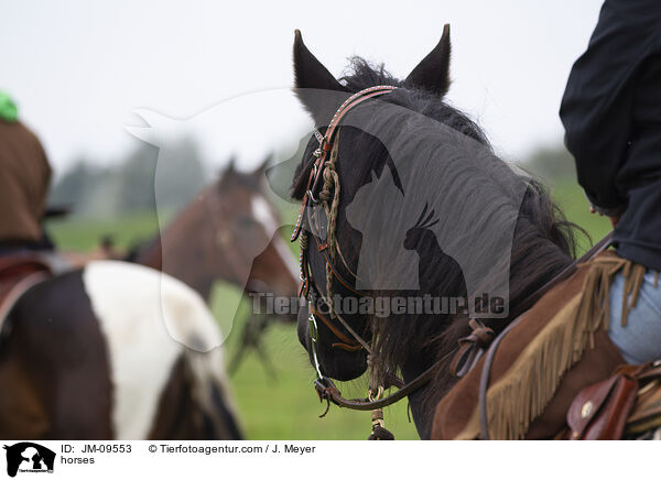horses / JM-09553