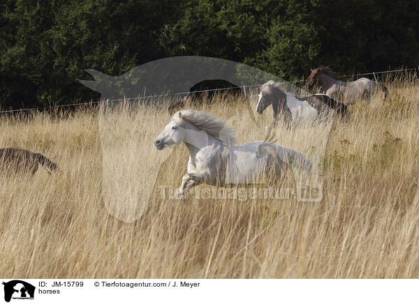 horses / JM-15799