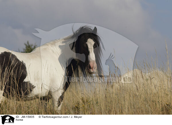 horse / JM-15805
