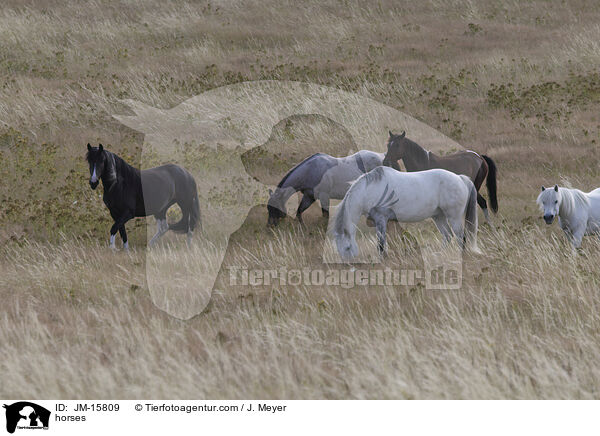 horses / JM-15809