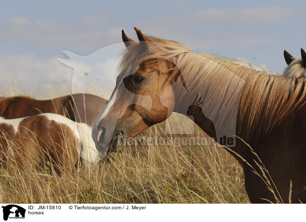 horses / JM-15810