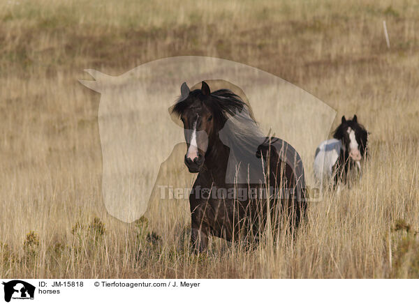 horses / JM-15818