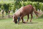 woman with horse