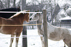 horses