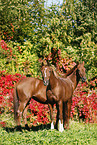 horses