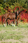 horses