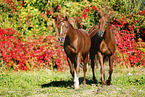 horses