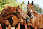 horses
