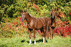 horses