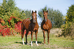 horses