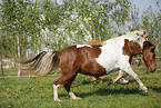 horses on meadow