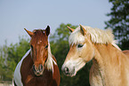 Pinto and Haflinger