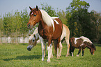 horses on meadow