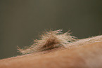 loose hair