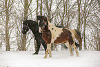 Frisian Horse and skewbald