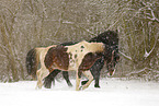 Frisian Horse and skewbald