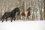Frisian Horse and skewbald