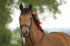 Horse portrait