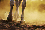 Horse legs