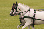 horse and cart
